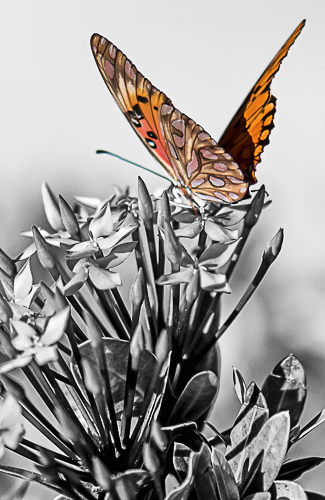 ButterFly - Click Image to Close