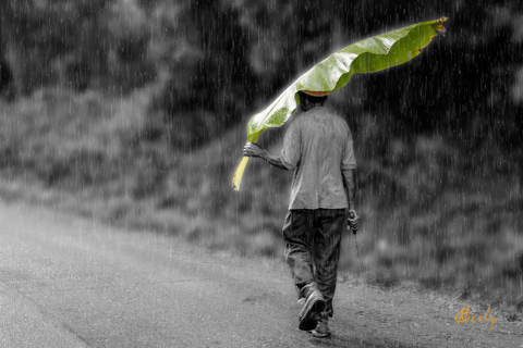 The Farmer's Umbrella - Click Image to Close